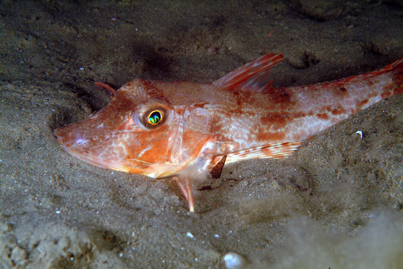 Triglide da determinare (Chelidonichthys lucerna)